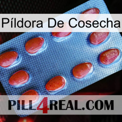 Píldora De Cosecha 06